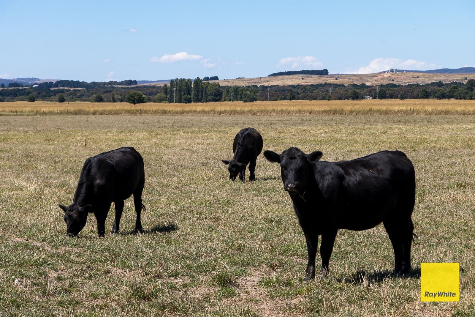 Lot 246 388 Mathews Lane, Bungendore NSW 2621, Bungendore - Thumbnail 3