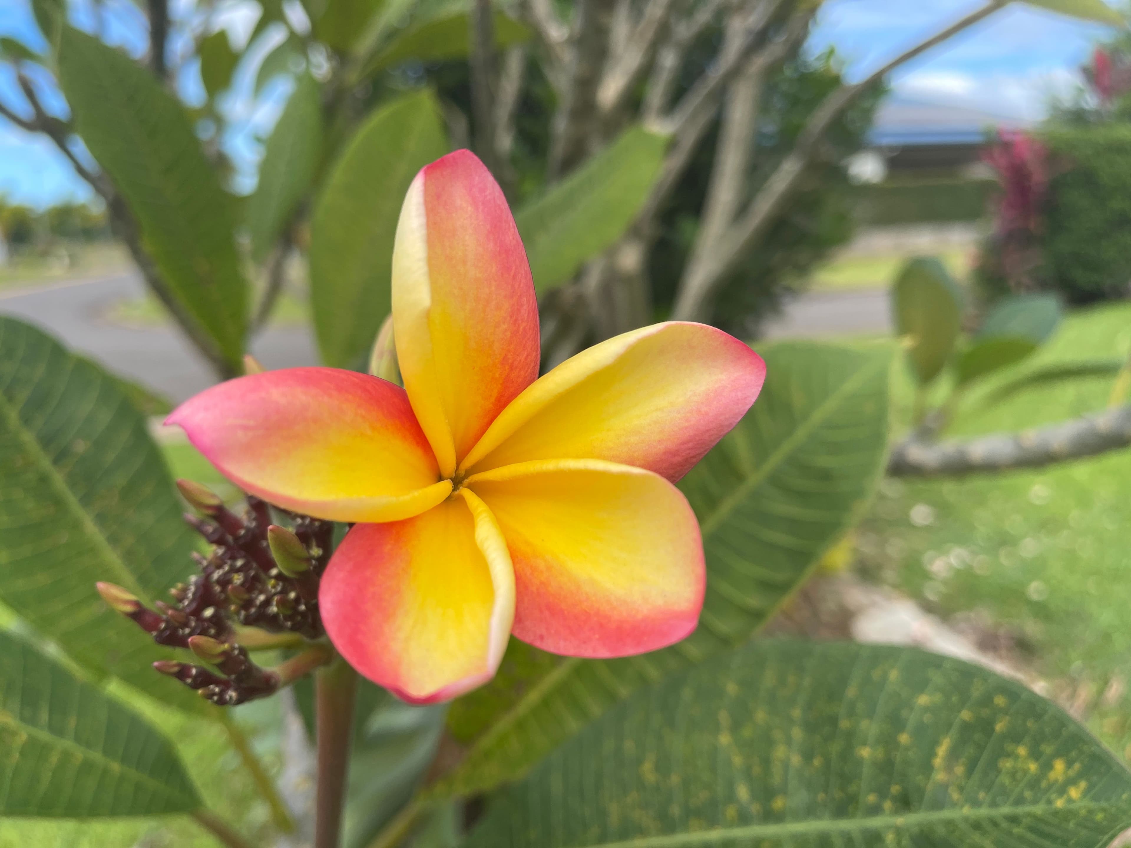 9 Nautilus Street, Mission Beach QLD 4852, Mission Beach - Thumbnail 5