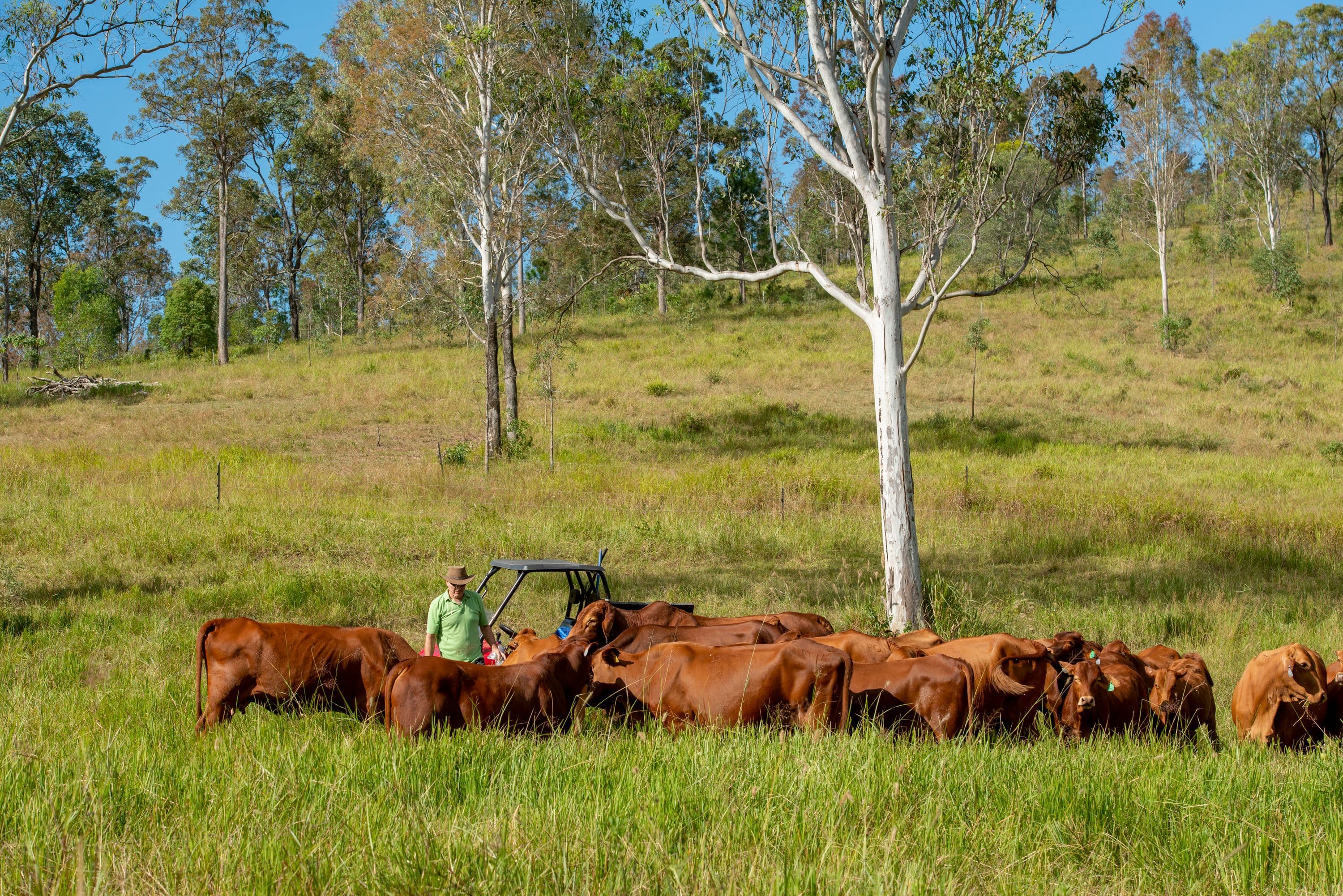 Gate 60 Dayboro Road, Rush Creek QLD 4521, Rush Creek - Thumbnail 5