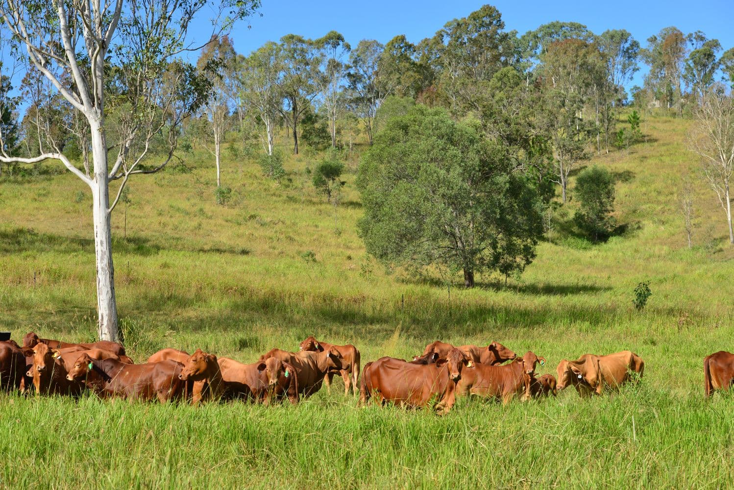 Gate 60 Dayboro Road, Rush Creek QLD 4521, Rush Creek - Thumbnail 8