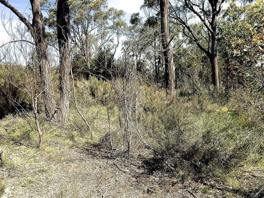 92 Mulwaree Drive, Tallong NSW 2579, Tallong - Thumbnail 5