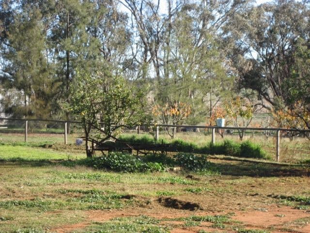 876 Boundary Road, YOUNG NSW 2594, Young - Thumbnail 2