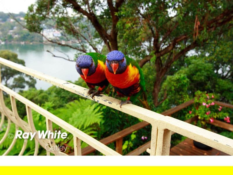72 Algernon Street, OATLEY NSW 2223, Oatley - Thumbnail 5