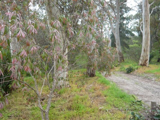 1  Treetop Street, TEA TREE GULLY SA 5091, Tea Tree Gully - Thumbnail 7
