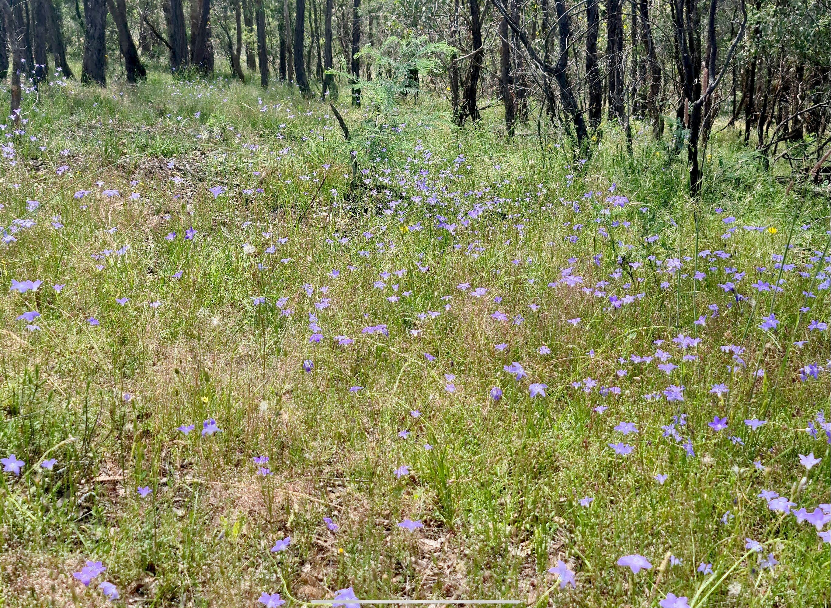 244 Beralston Road, Gundaroo NSW 2620, Gundaroo - Thumbnail 2