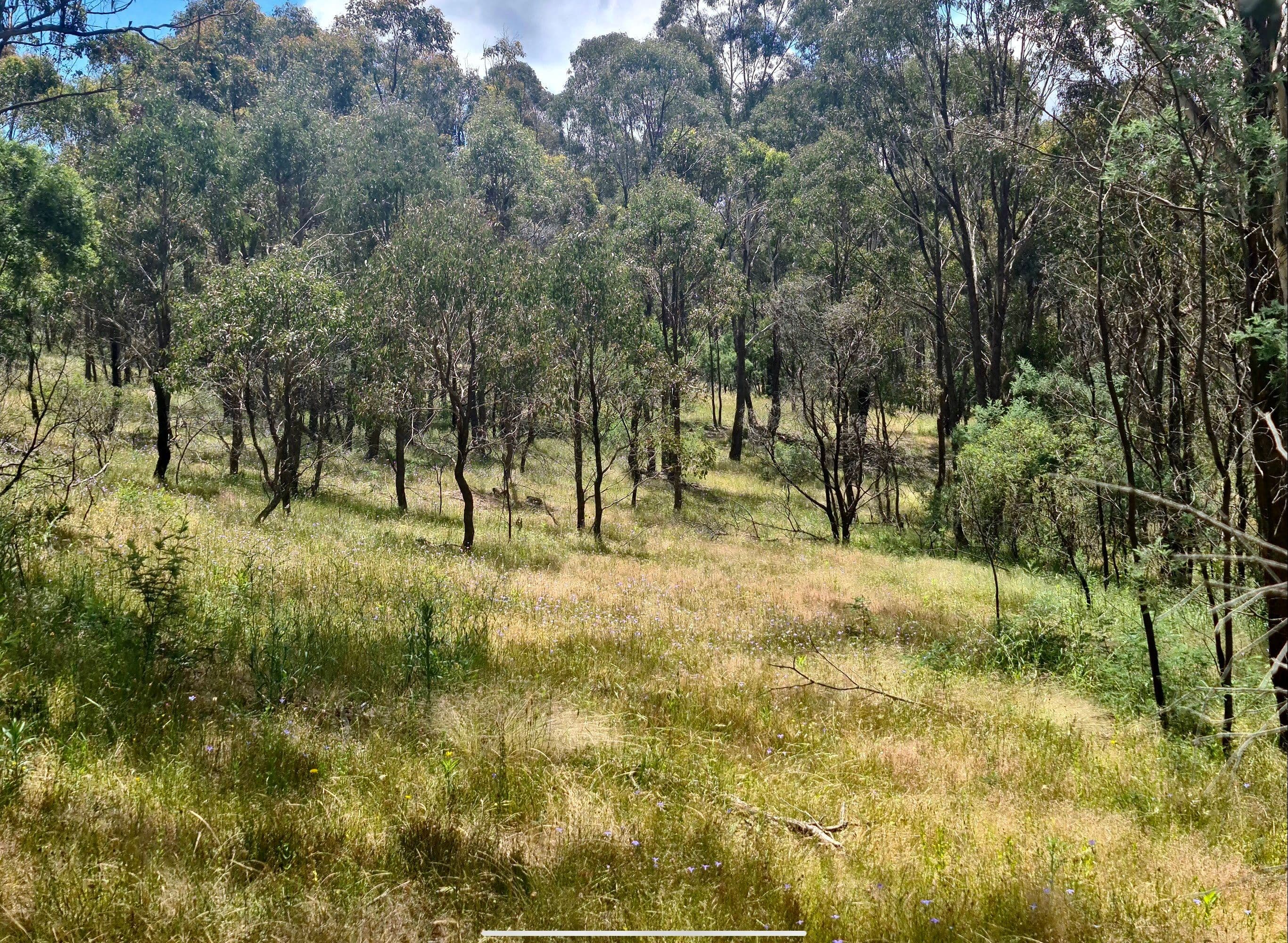 244 Beralston Road, Gundaroo NSW 2620, Gundaroo - Thumbnail 6