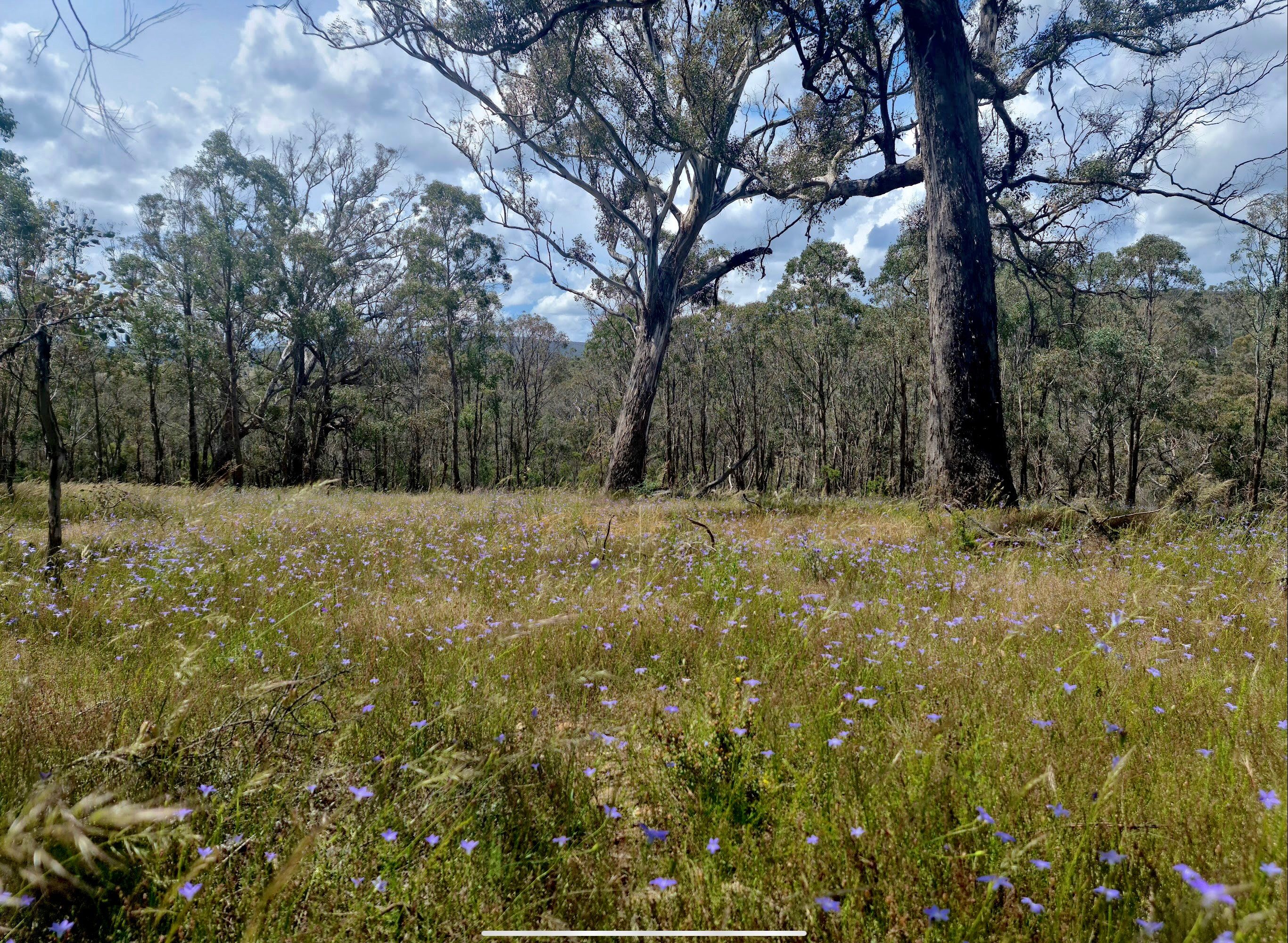 244 Beralston Road, Gundaroo NSW 2620, Gundaroo - Thumbnail 7