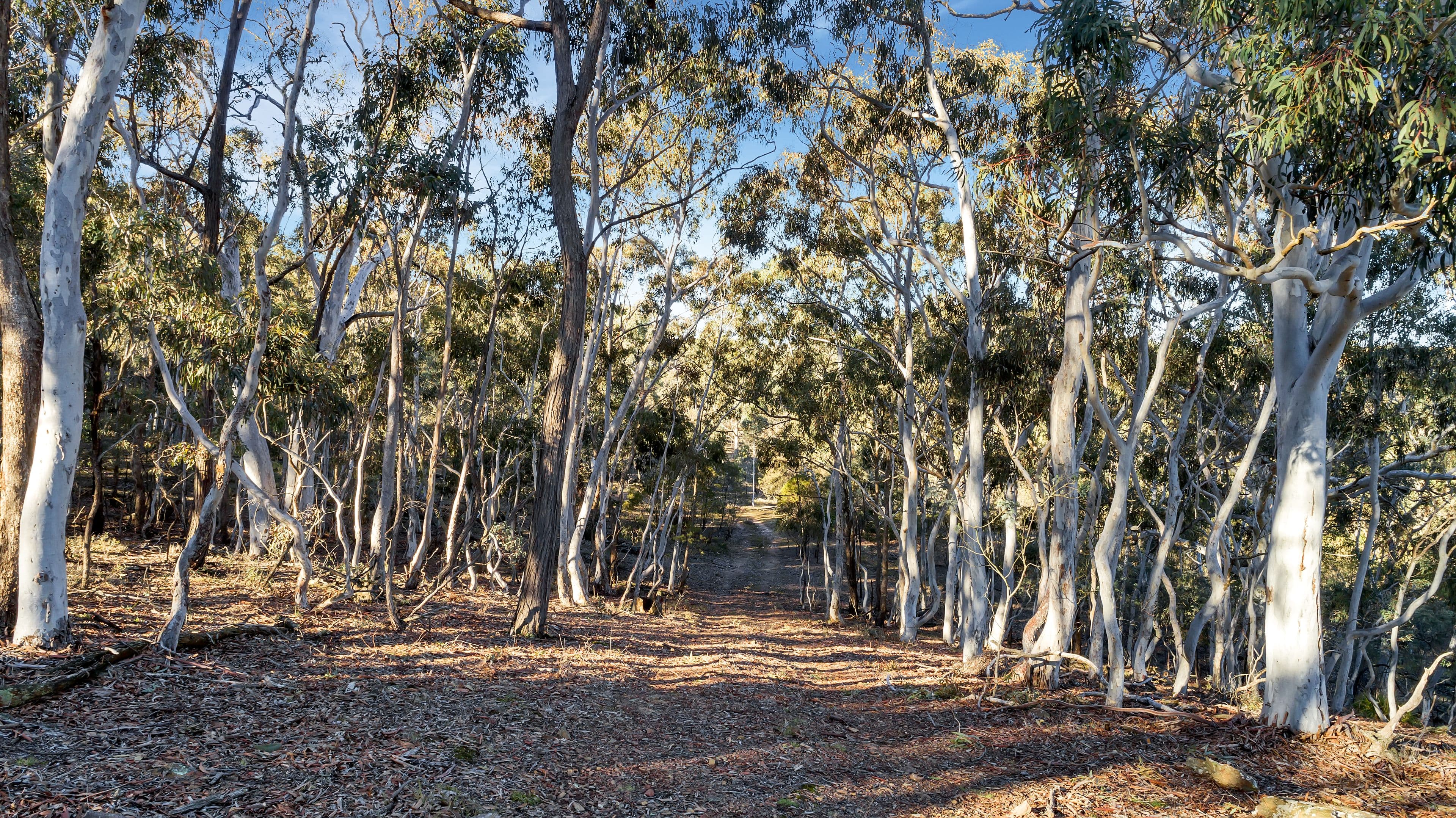244 Beralston Road, Gundaroo NSW 2620, Gundaroo - Thumbnail 8