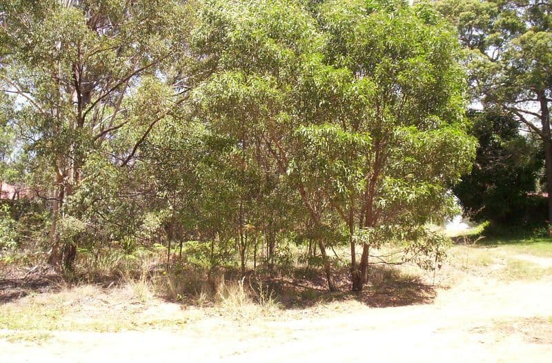 79 Harvey, RUSSELL ISLAND QLD 4184, Russell Island - Thumbnail 2