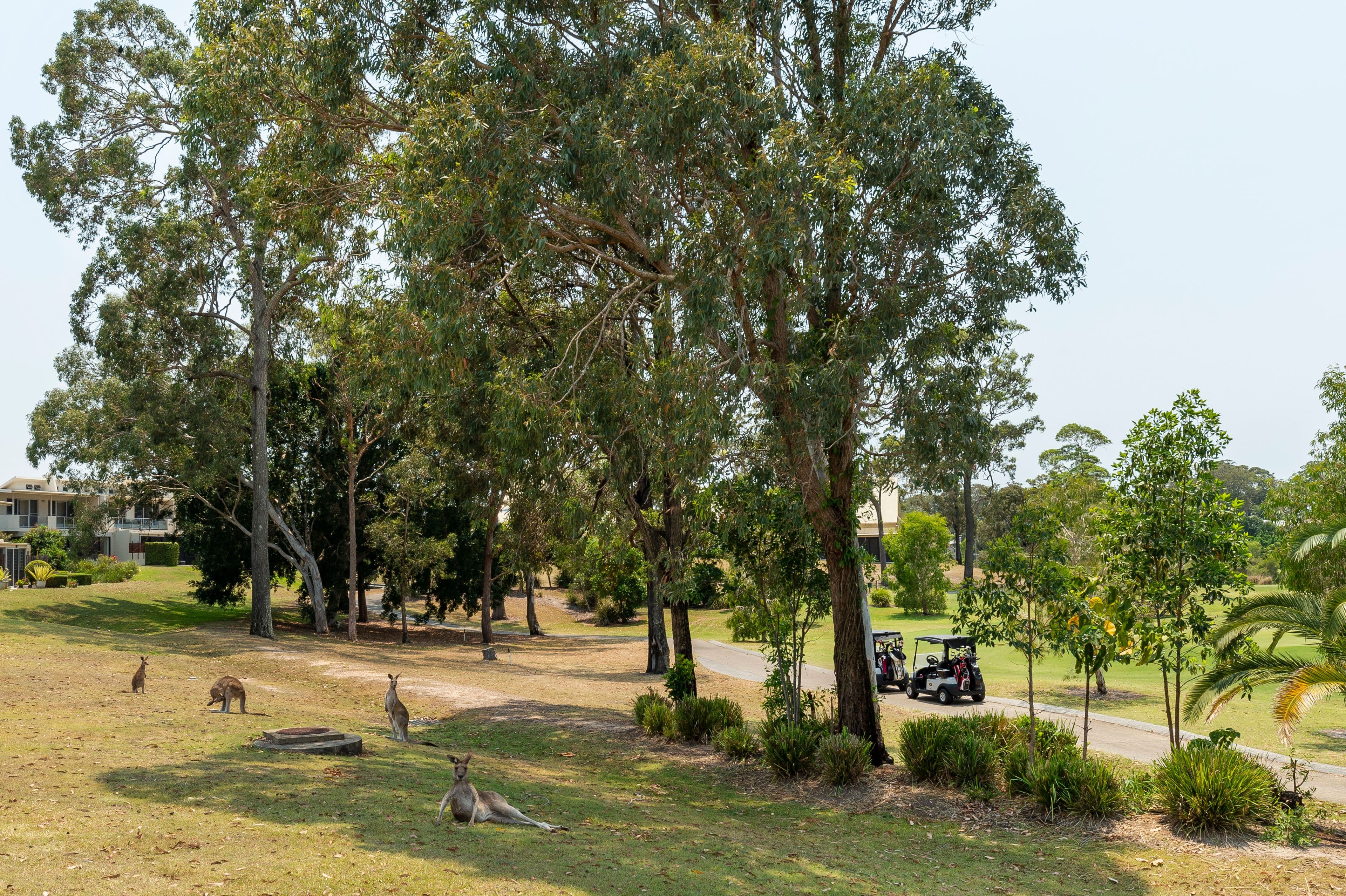 5220 Bay Hill Terrace, Sanctuary Cove QLD 4212, Sanctuary Cove - Thumbnail 4