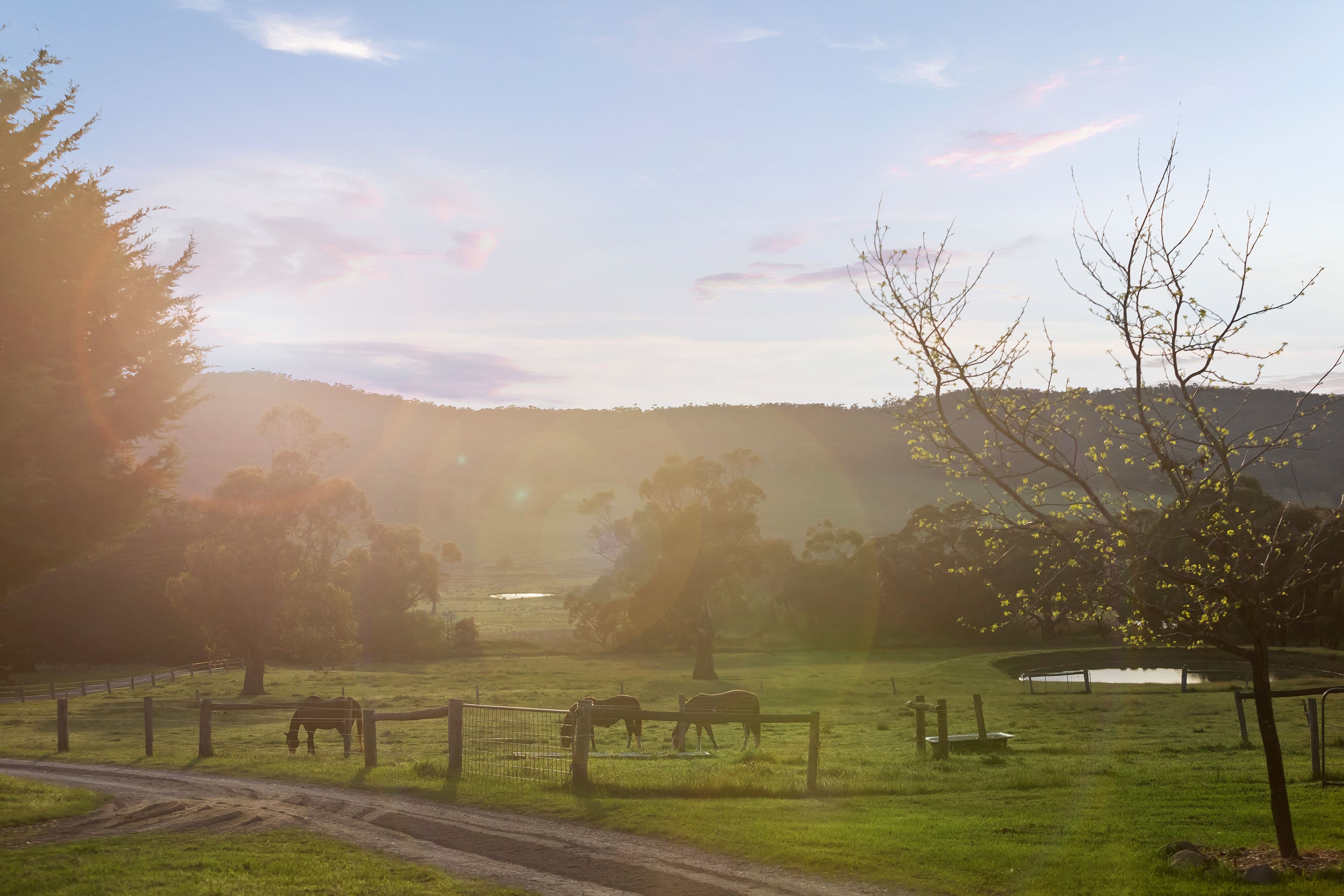 441 Mount William Road, Goldie VIC 3435, Goldie - Thumbnail 6