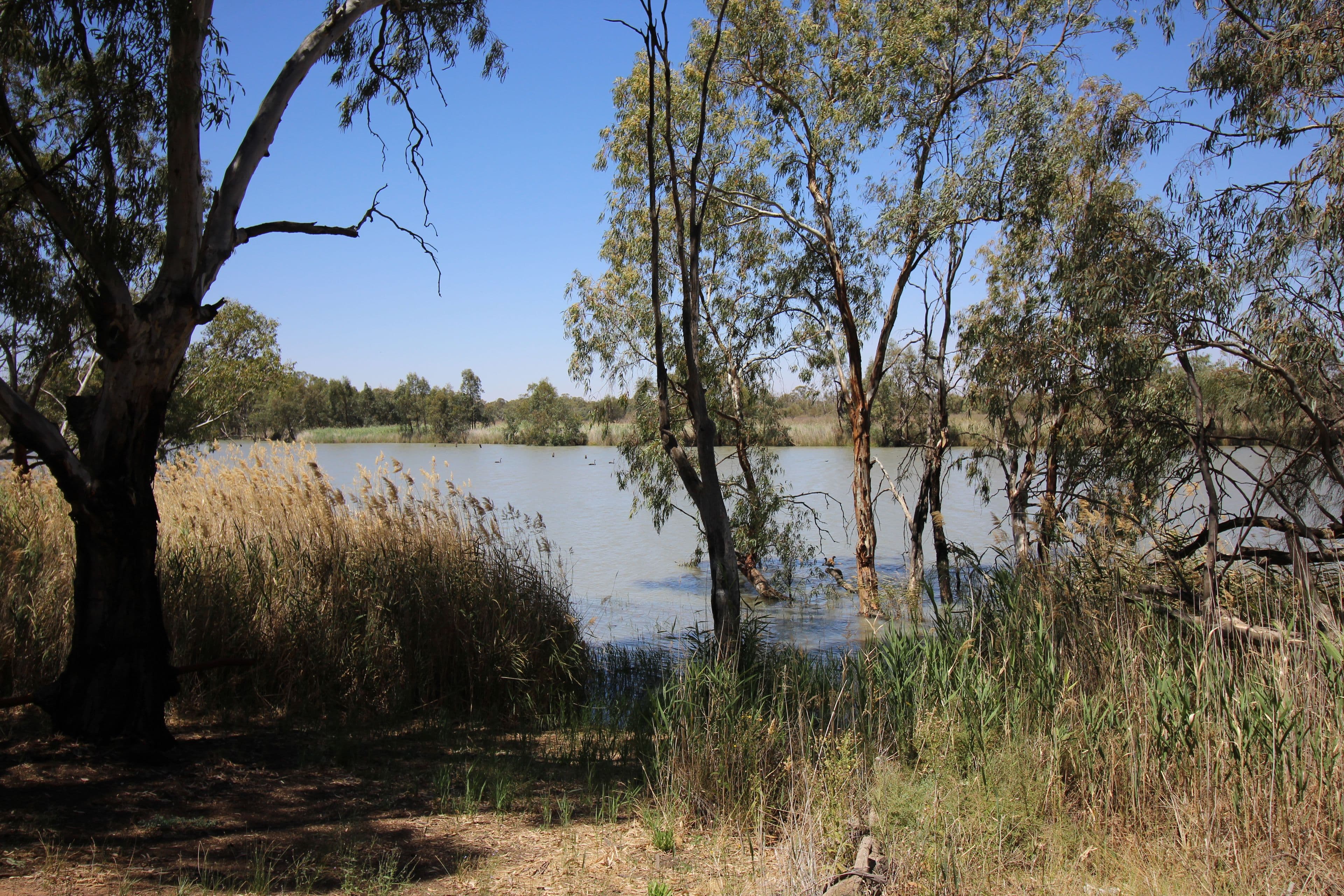 6 Sorrento Court, Renmark SA 5341, Renmark - Thumbnail 4