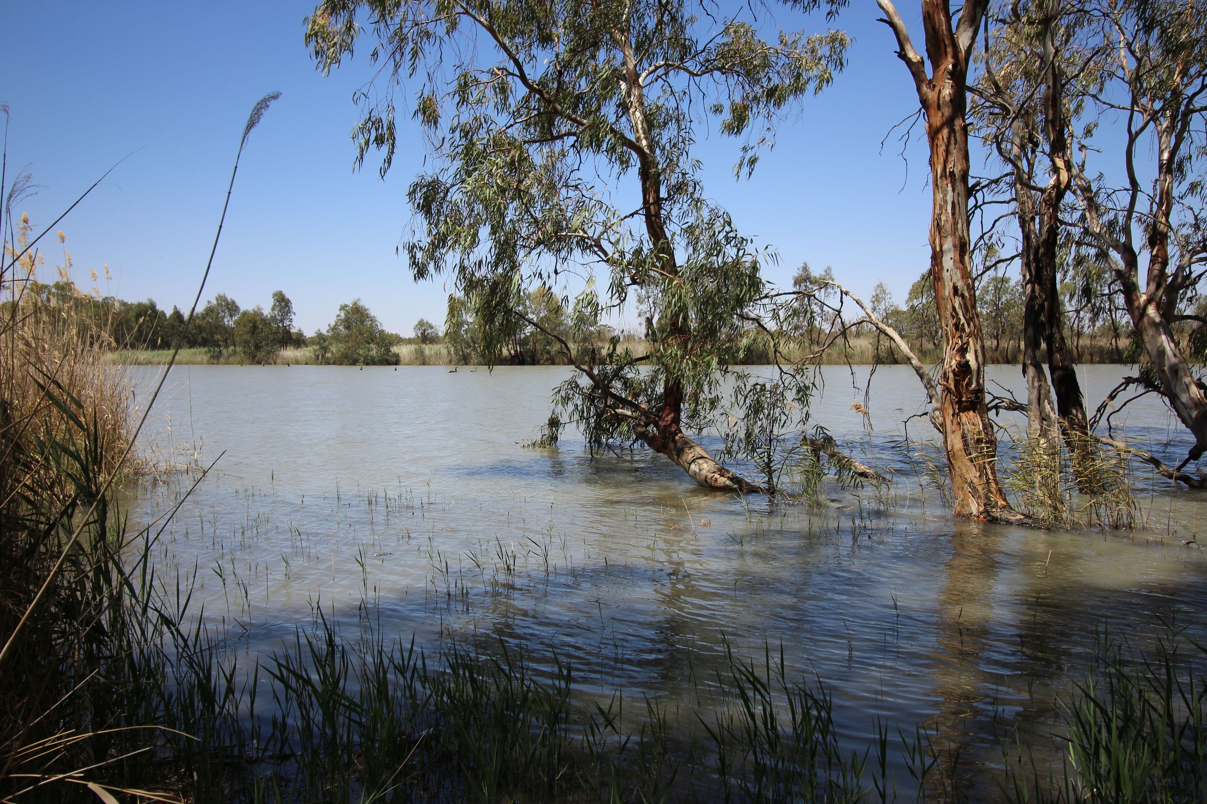 6 Sorrento Court, Renmark SA 5341, Renmark - Thumbnail 5