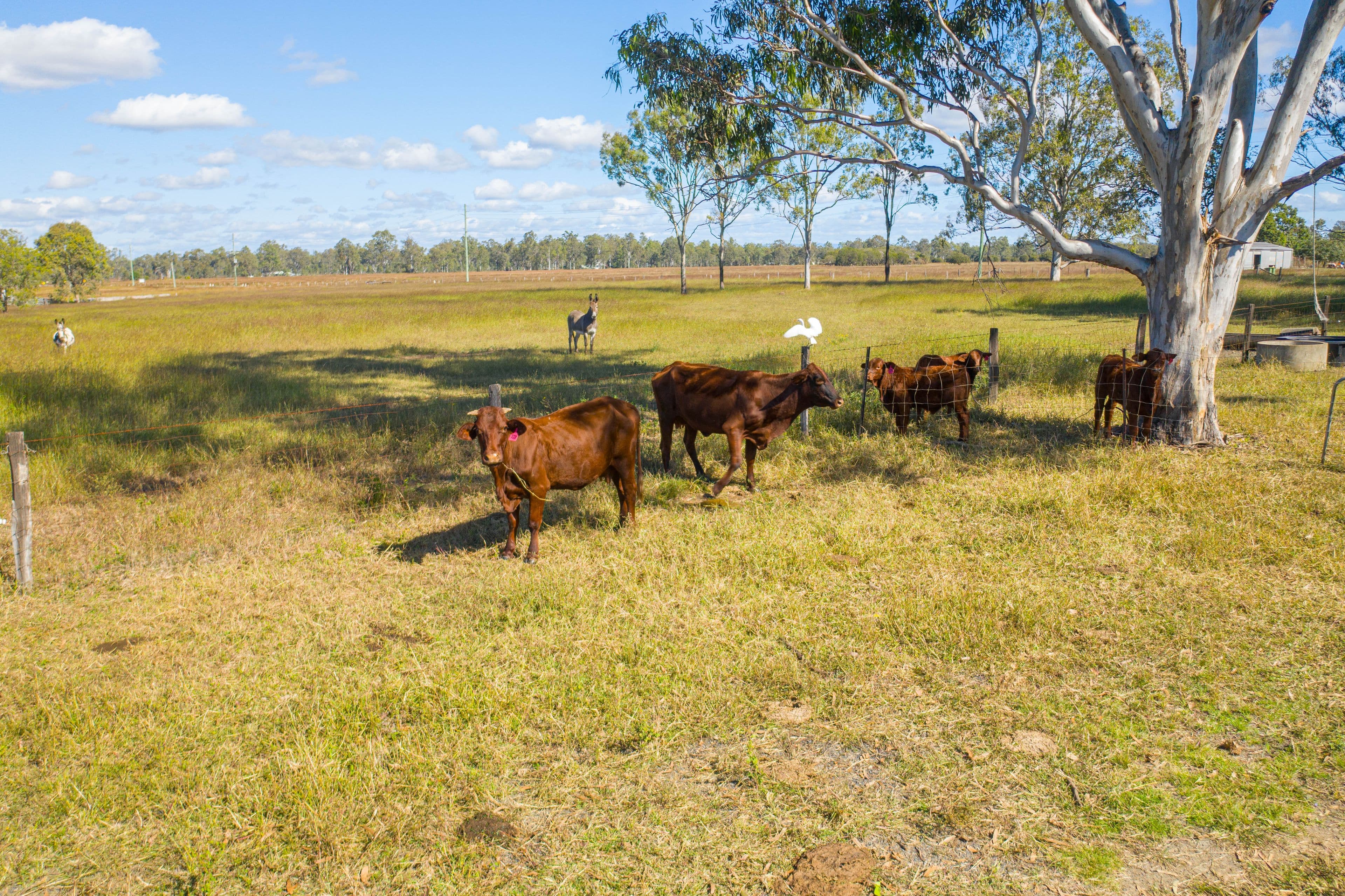 126 Middle Road, Purga QLD 4306, Purga - Thumbnail 7