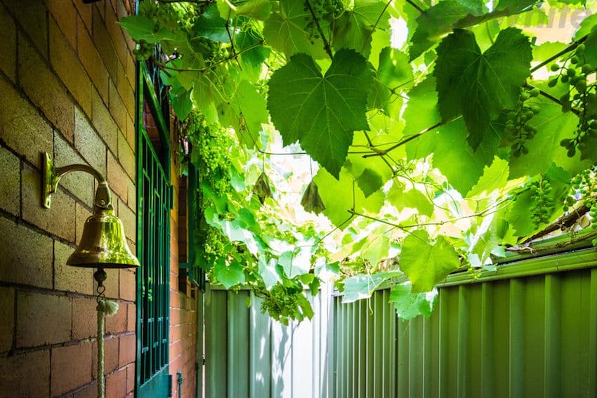 5a Pyrmont Street, Ashfield NSW 2131, Ashfield - Thumbnail 2