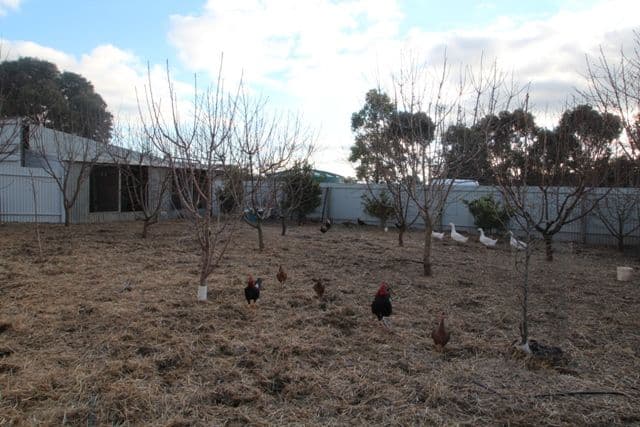Lot 4 Marrabel Road, RIVERTON SA 5412, Riverton - Thumbnail 4