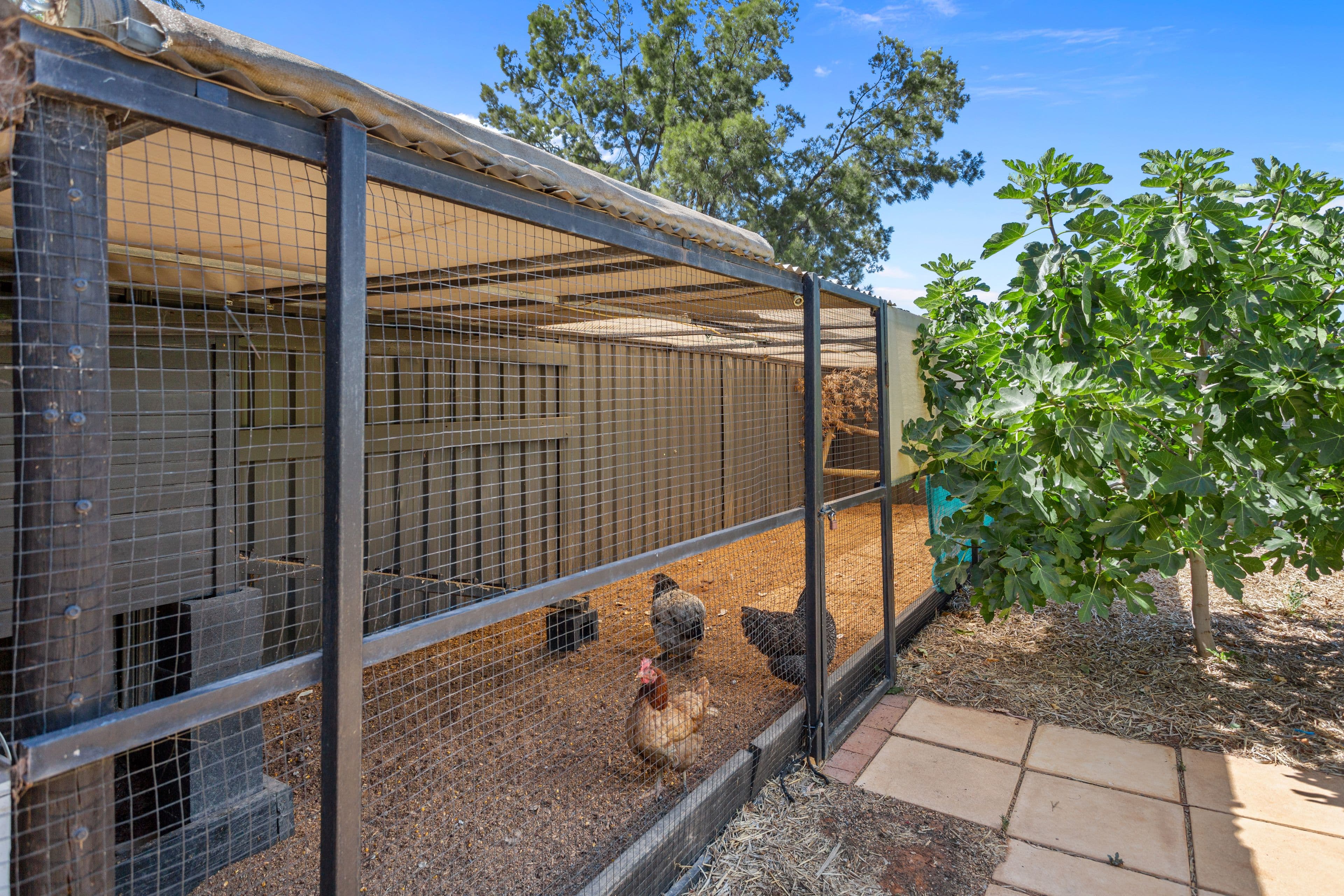 38 Wilkins Road, Elizabeth Downs SA 5113, Elizabeth Downs - Thumbnail 4