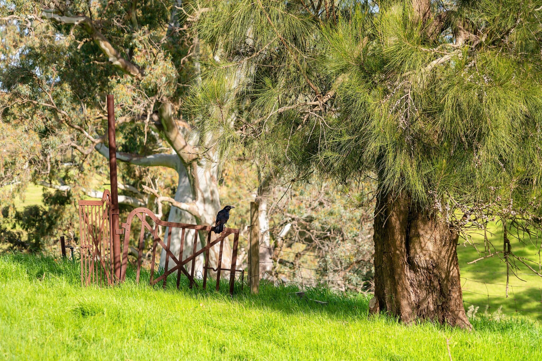 98 Seaview Road, Golden Grove SA 5125, Golden Grove - Thumbnail 6