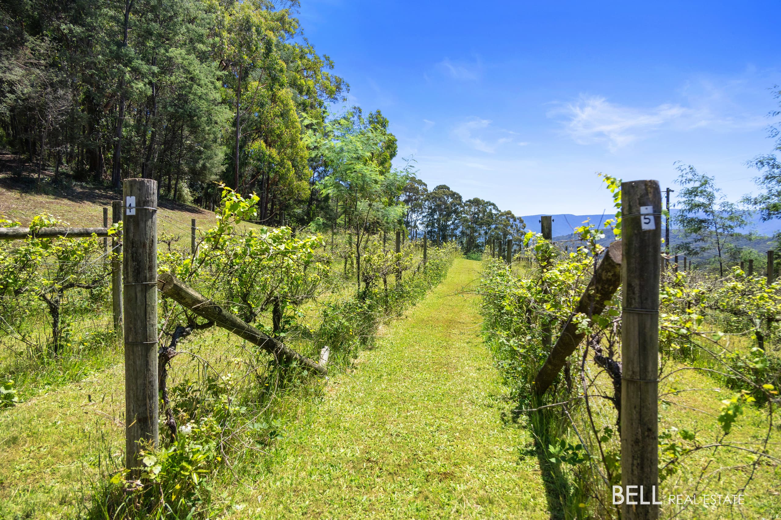 795 Gembrook-Launching Place Road, HODDLES CREEK, Hoddles Creek - Thumbnail 8