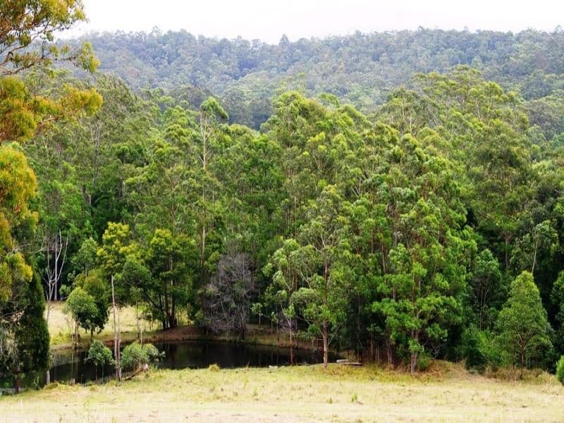 Lot 1, 1041 Bucca Road, CENTRAL BUCCA NSW 2450, Bucca - Thumbnail 4