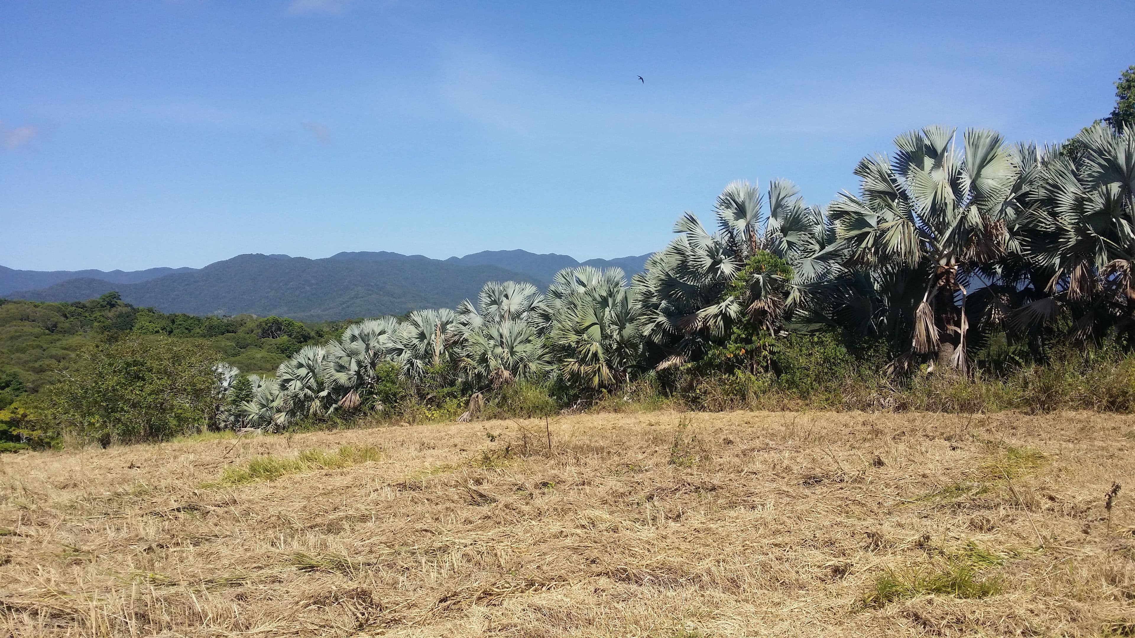 Lot 40 Salisbury Drive, Julatten QLD 4871, Julatten - Thumbnail 4