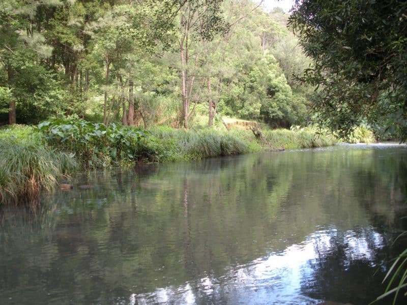 1427 Numinbah Road, CHILLINGHAM NSW 2484, Chillingham - Thumbnail 5