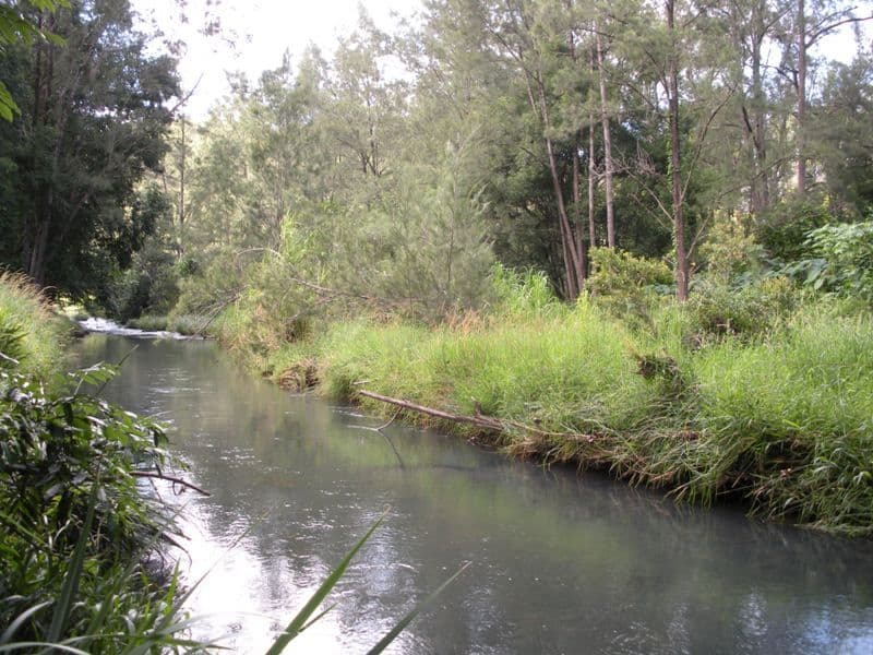 1427 Numinbah Road, CHILLINGHAM NSW 2484, Chillingham - Thumbnail 6
