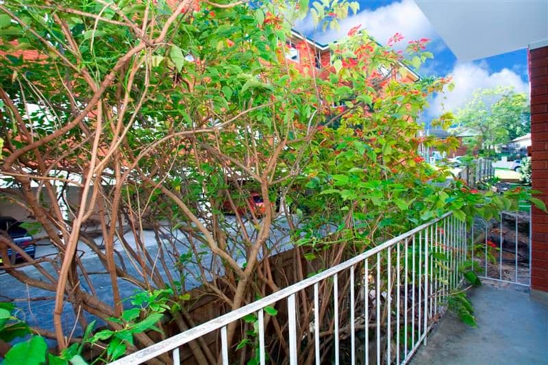 14 Union Street, MEADOWBANK NSW 2114, Meadowbank - Thumbnail 4