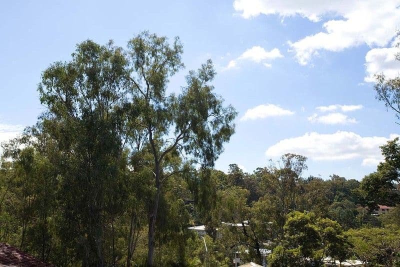 4 Algona Street, HOLLAND PARK WEST QLD 4121, Holland Park West - Thumbnail 4