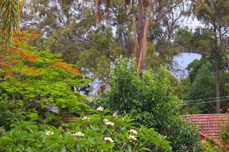 12 Tarcoola Street, St Lucia QLD 4067, St Lucia - Thumbnail 7