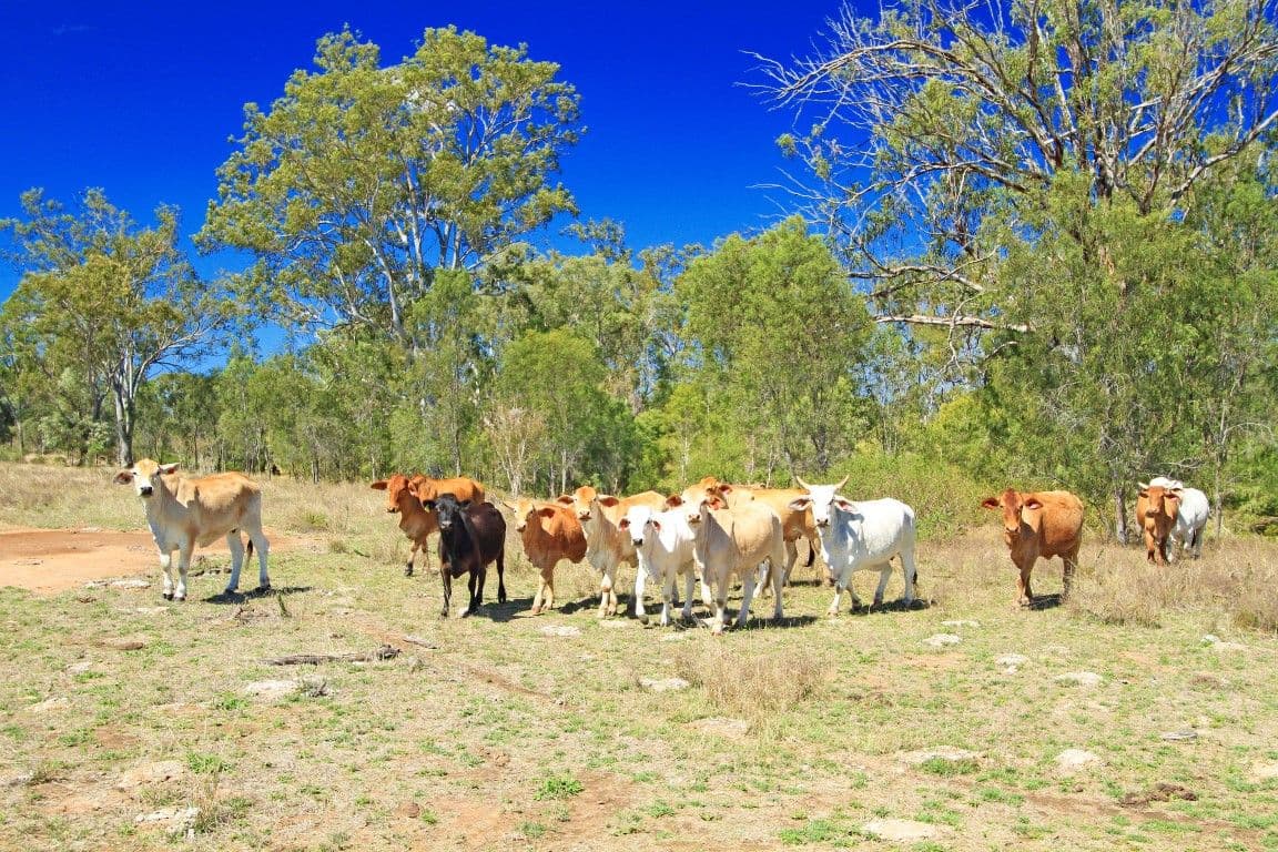 Lot 22 Boongary Road, GRACEMERE QLD 4702, Gracemere - Thumbnail 4