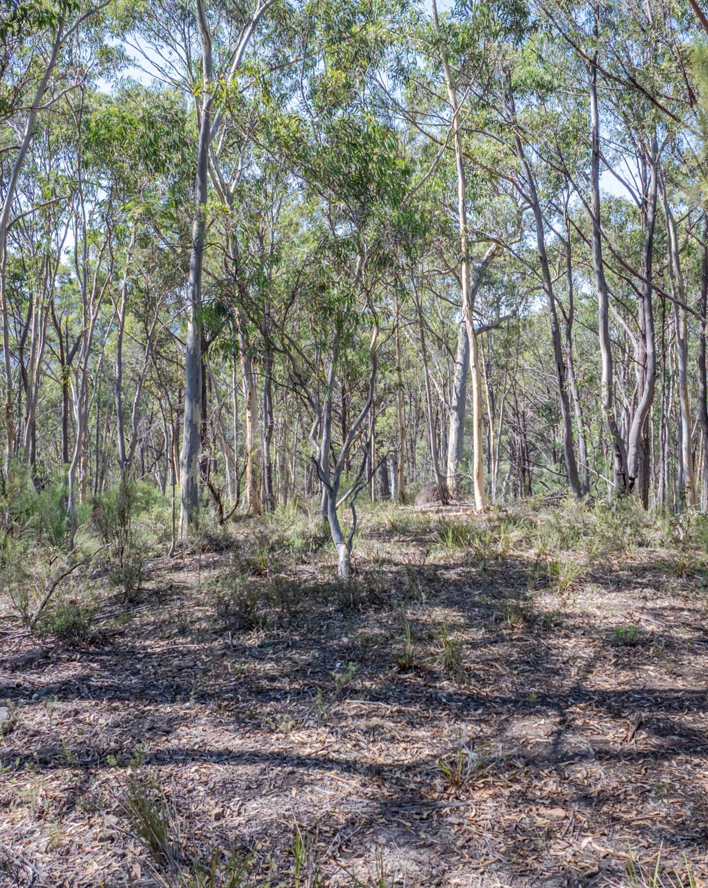 Lot 3422 Blackheath Creek Road Kanimbla, Kanimbla - Thumbnail 4