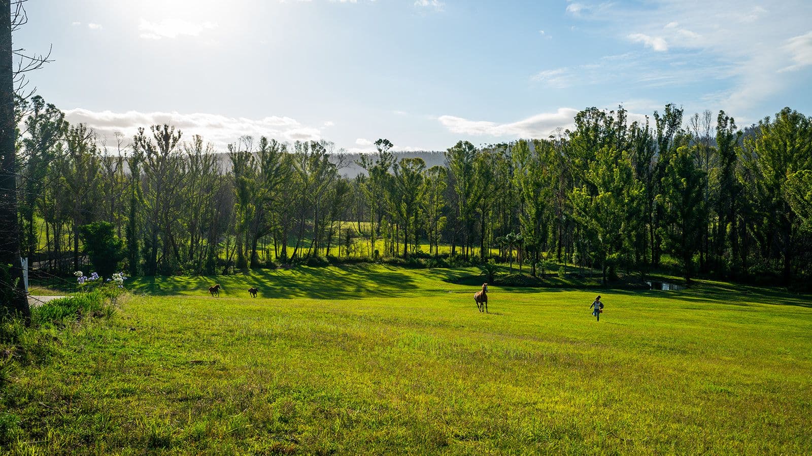 420 Abernathy's Road, Budgong NSW 2577, Budgong - Thumbnail 3