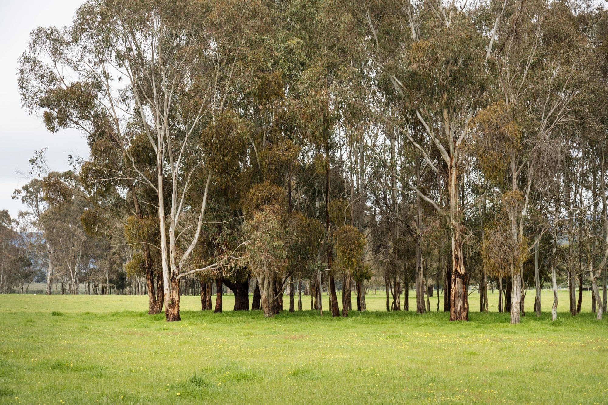 Taggerty VIC 3714, Taggerty - Thumbnail 7