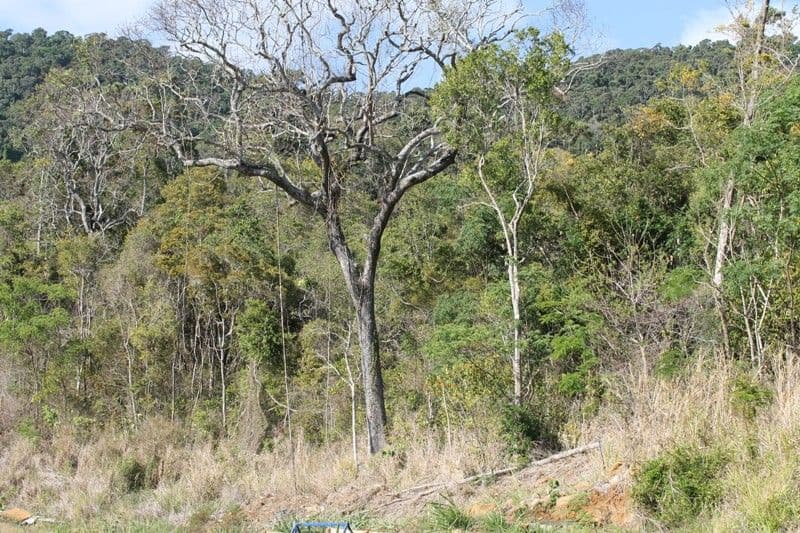3 Armada Crescent, JUBILEE POCKET QLD 4802, Jubilee Pocket - Thumbnail 4