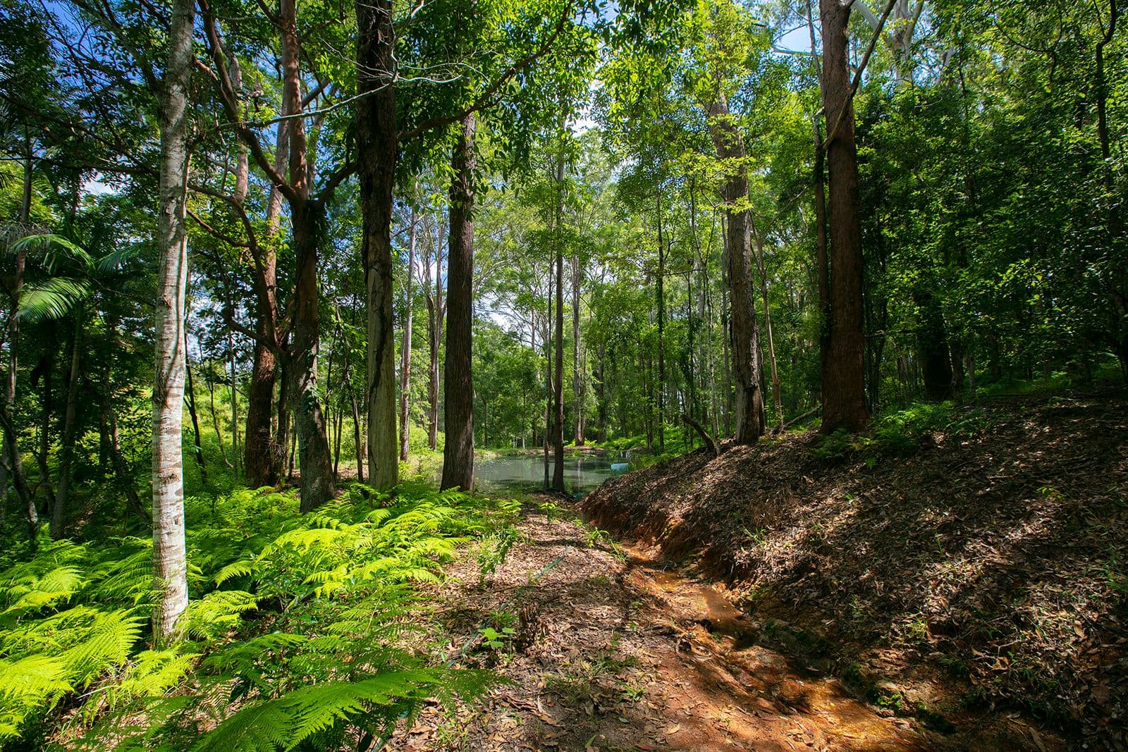 407 Ilkley Road, Ilkley QLD 4554, Ilkley - Thumbnail 6