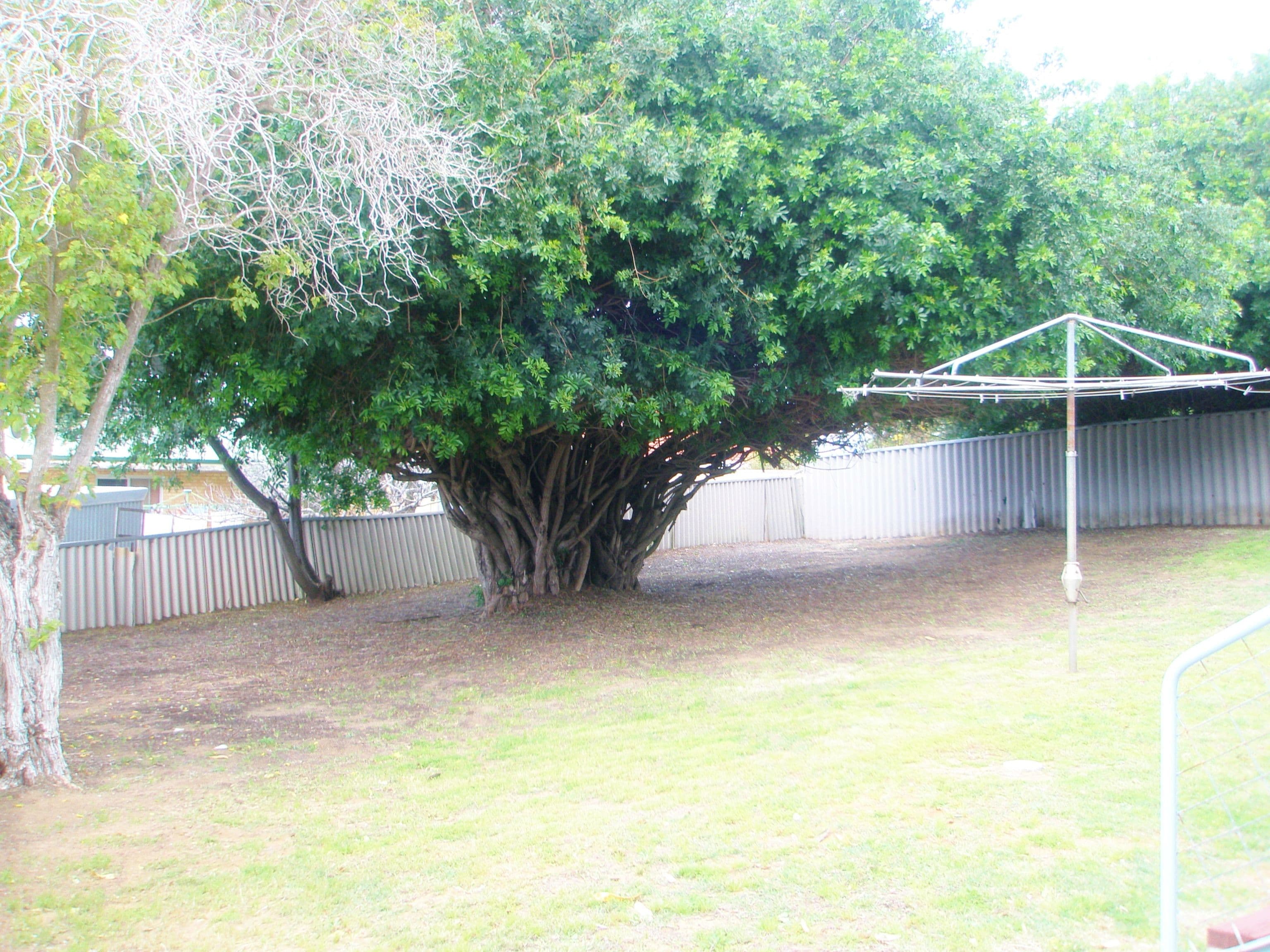 319 Banksia Street, Rangeway WA 6530, Rangeway - Thumbnail 8