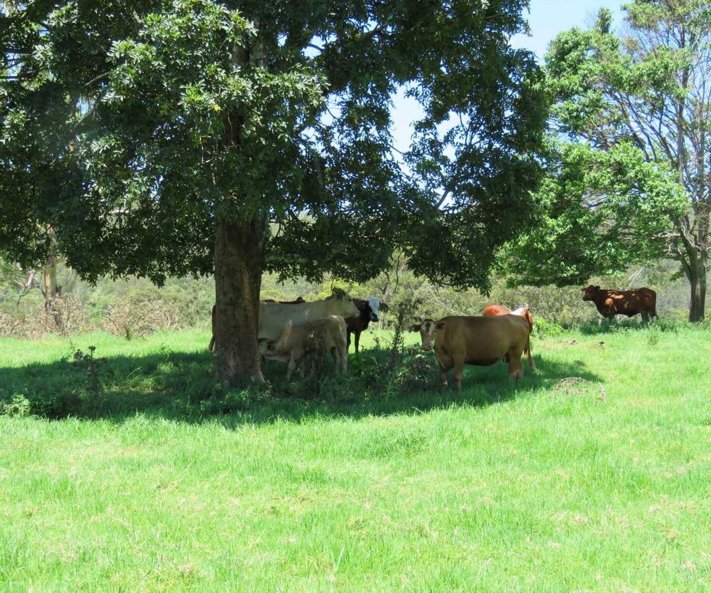 1 Razorback Road, Theresa Creek - Thumbnail 6