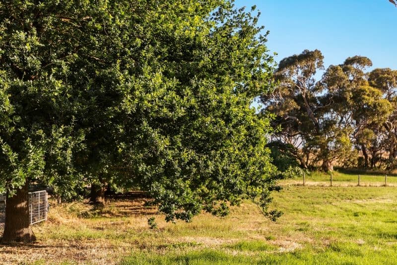 5 Roan Lane, Kangarilla SA 5157, Kangarilla - Thumbnail 8