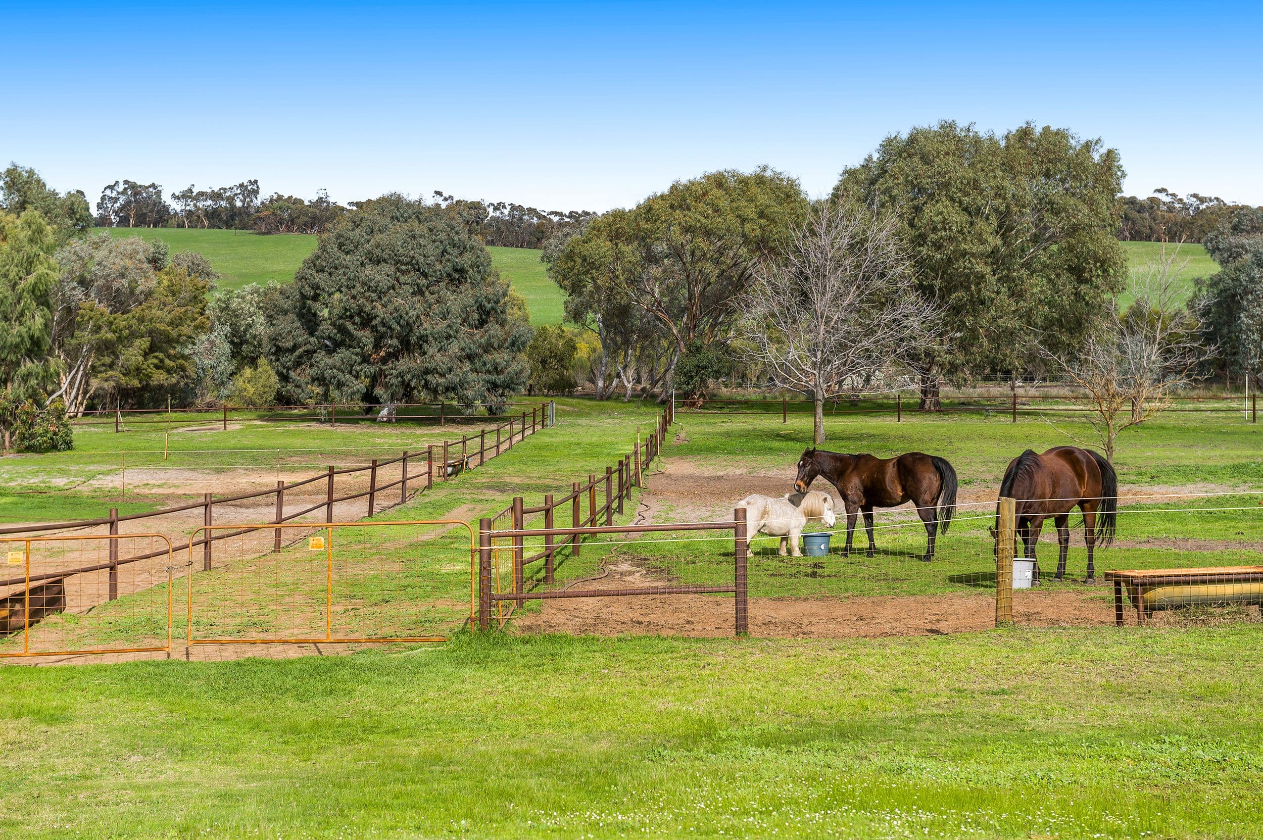 81 Patens Drive, Lower Chittering WA 6084, Lower Chittering - Thumbnail 3