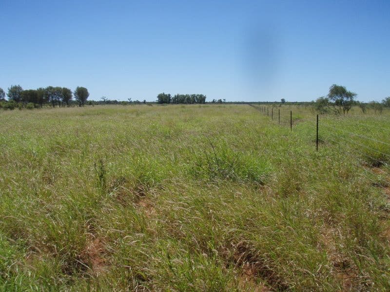 Lot 14 Albert Park Road, CHARLEVILLE QLD 4470, Charleville - Image 1
