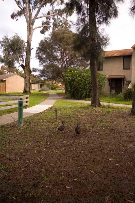 37 Pelican Place, SEMAPHORE PARK SA 5019, Semaphore Park - Thumbnail 7