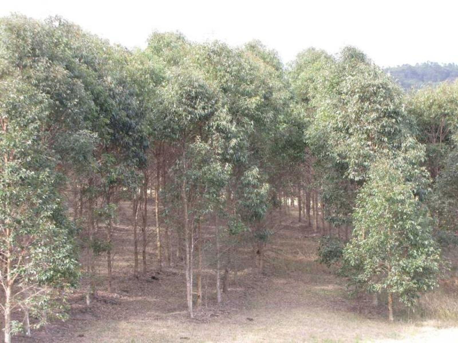 Lot 55, Lot 55, Bruxner Highway, Tabulam - Thumbnail 5