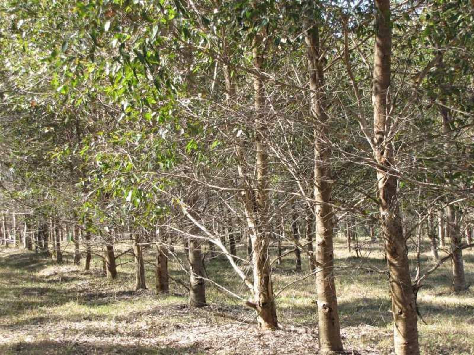Lot 55, Lot 55, Bruxner Highway, Tabulam - Thumbnail 6