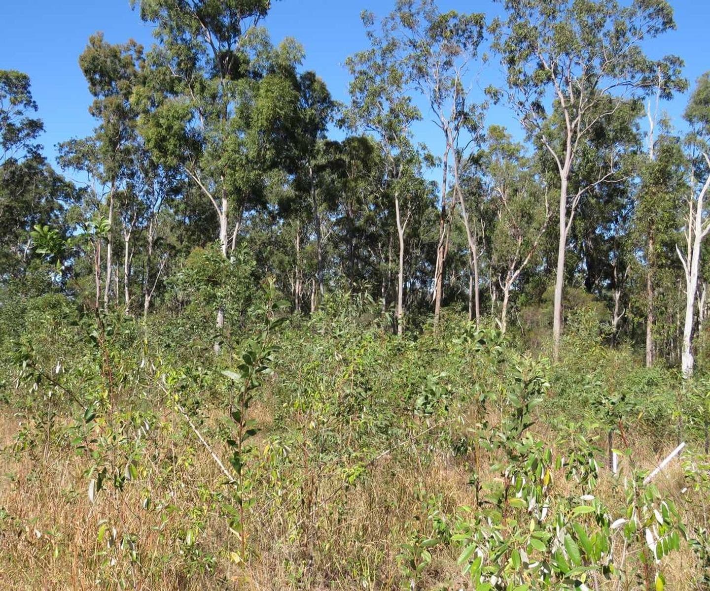 654 Old Bruxner Highway, Tabulam, NSW 2469, Tabulam - Thumbnail 6