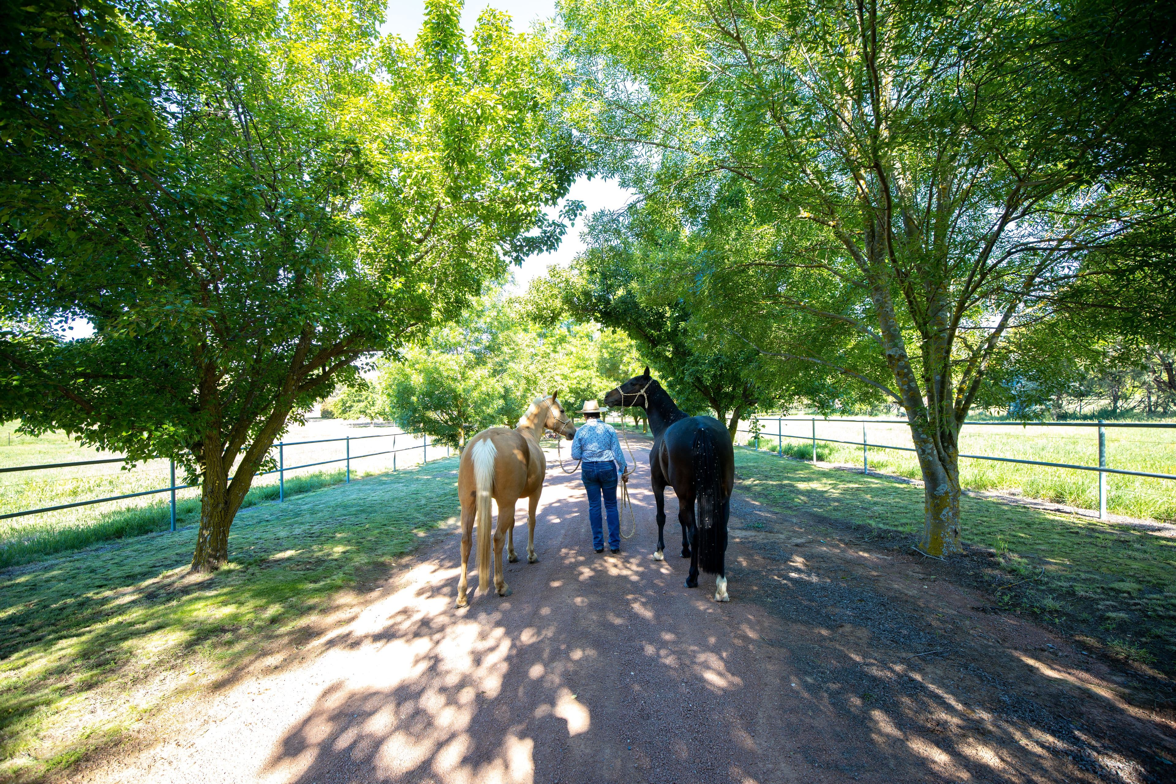 16 South Street, Murrumbateman NSW 2582, Murrumbateman - Image 1