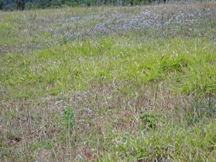 Peeramon QLD 4885, Peeramon - Thumbnail 4