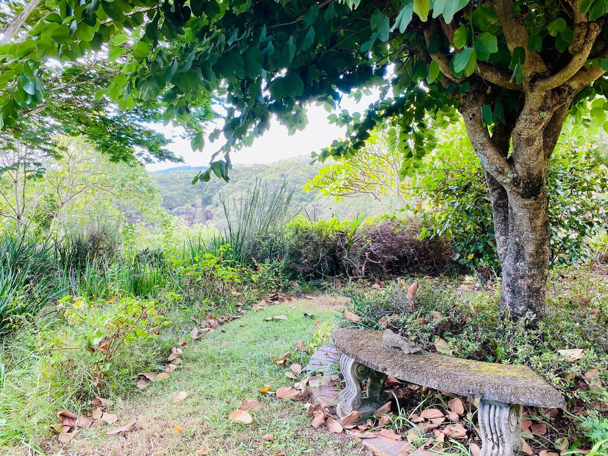 320 Piggabeen Road, Currumbin Valley QLD 4223, Currumbin Valley - Thumbnail 8