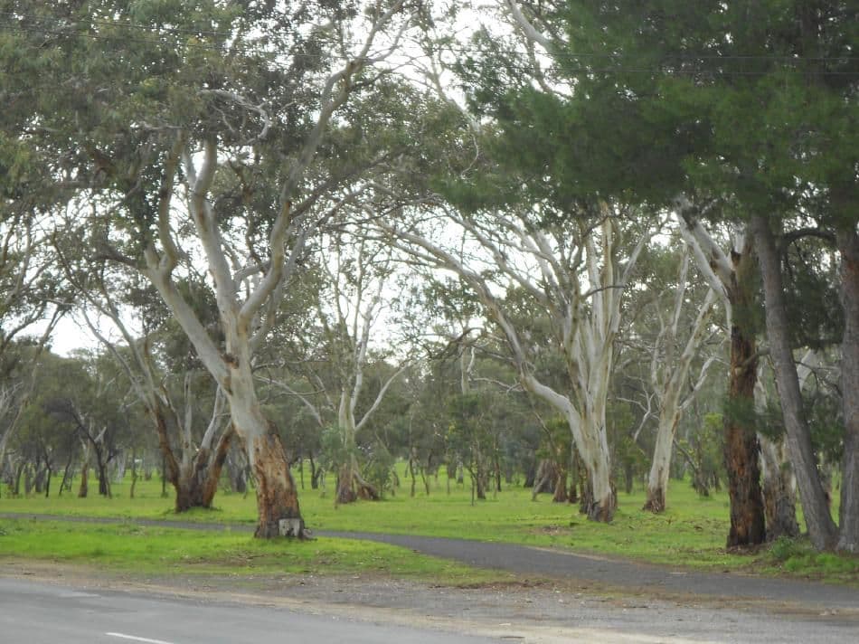 164 Victoria Parade, BORDERTOWN SA 5268, Bordertown - Thumbnail 7