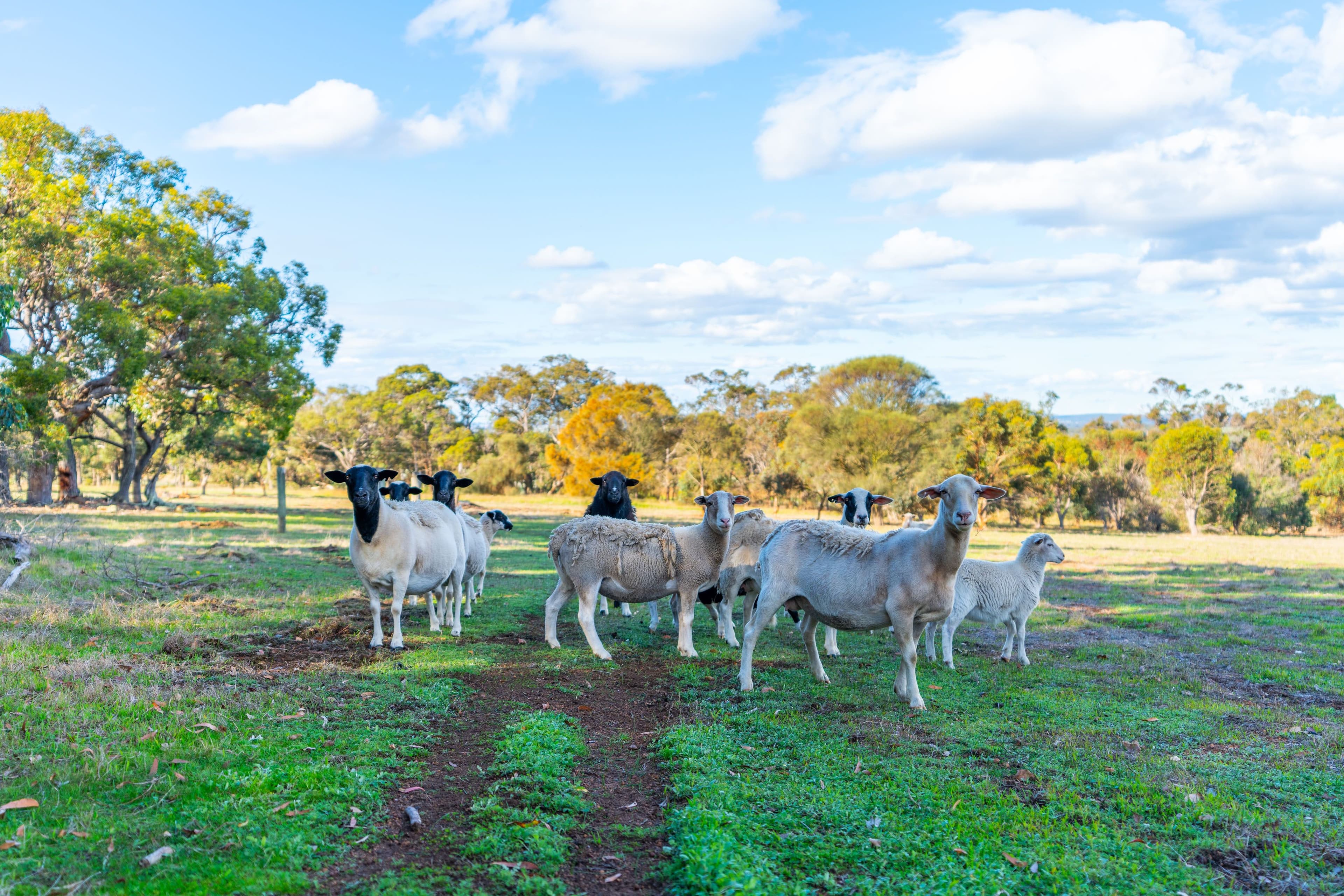 29 Ferry Road, Mount Barker WA 6324, Mount Barker - Thumbnail 6